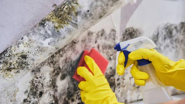 Why You Should Choose Our Mold Remediation Services in West Buechel, KY